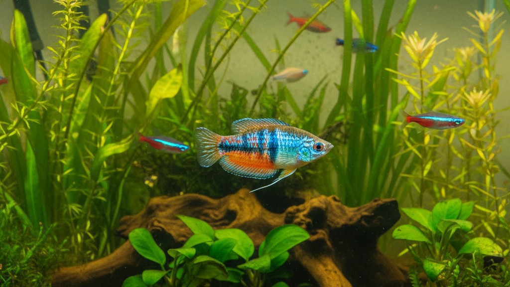 Découvrez le Gourami nain : caractéristiques et origine