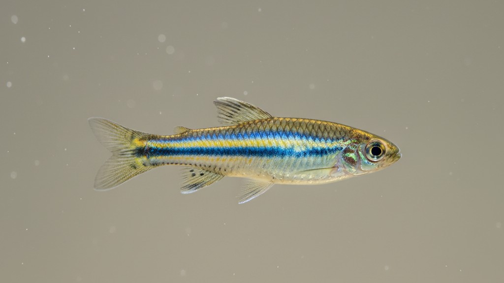 Découvrez le Danio cebra : caractéristiques et origine