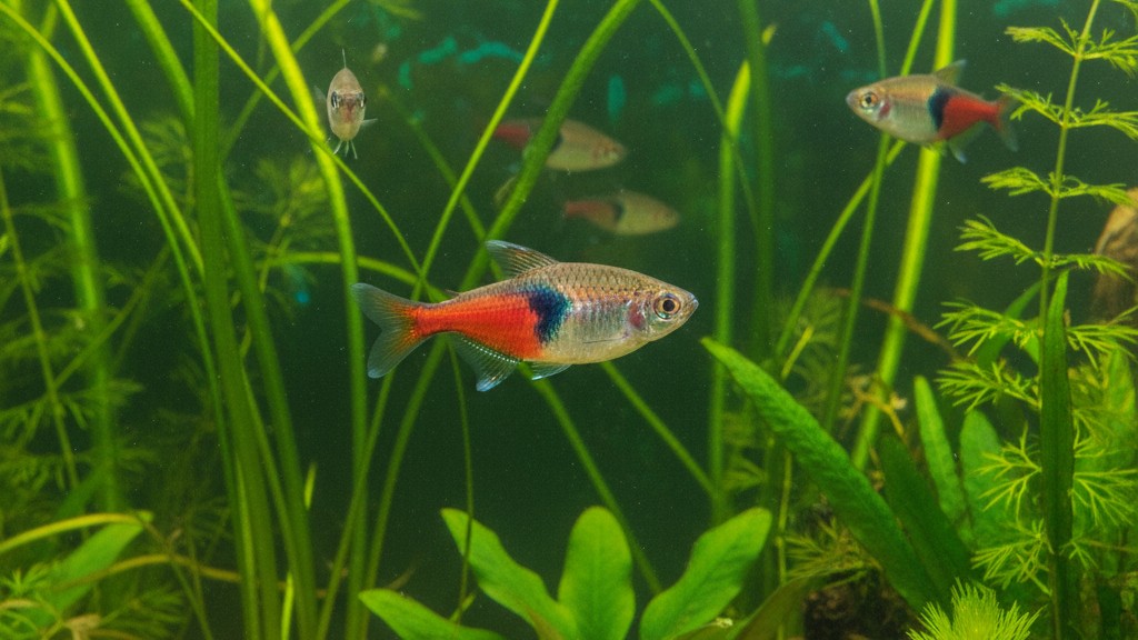 Découvrez le Rasbora arlequin : petit poisson des eaux tropicales