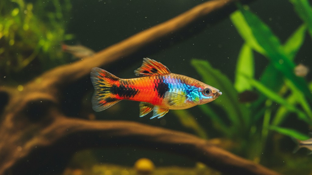 Caractéristiques générales et origine du poisson Platy