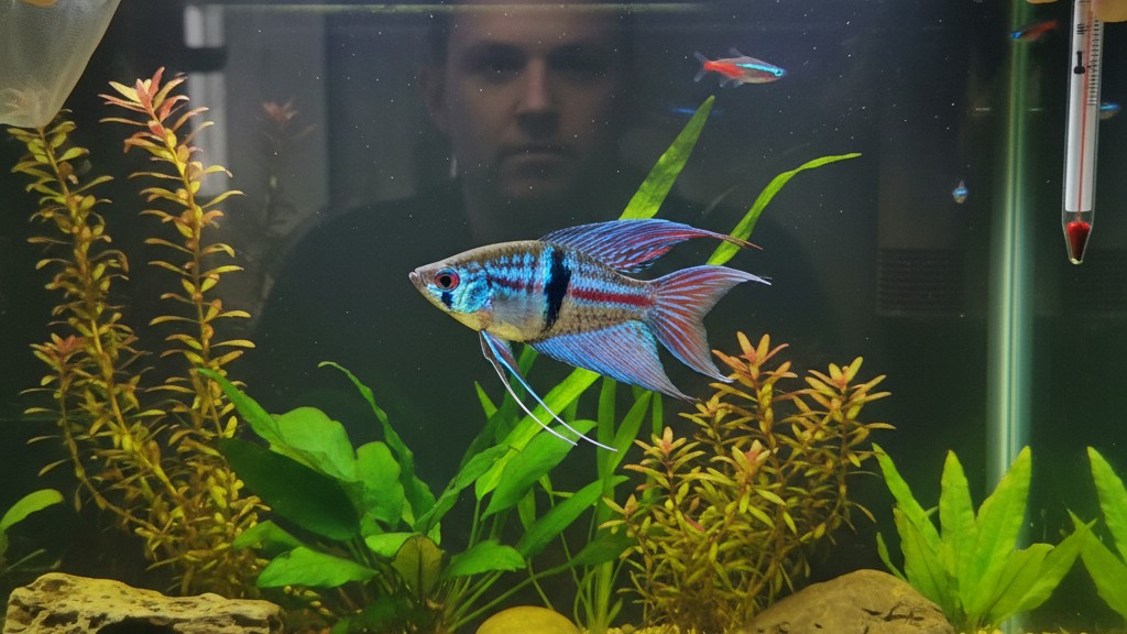 Santé et bien-être du poisson paradis : prévention et signes d'alerte