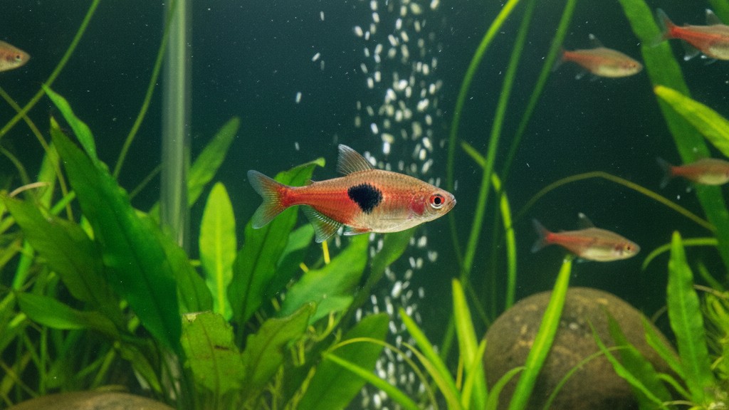 Santé et bien-être du Rasbora arlequin : soins essentiels