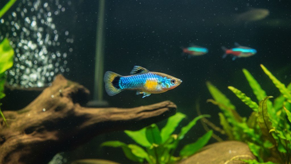 Soins de santé et prévention chez le Platy