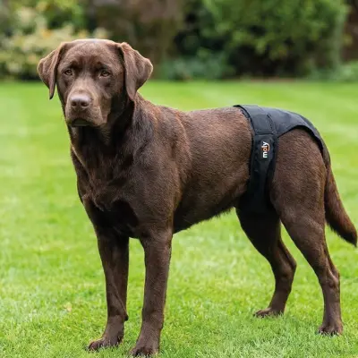 Braguita Slip Nylon Extra Nº5 Moly (60–70 cm) pour chiens grands
