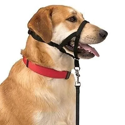 Collier d'éducation Dog Control N.5 42 cm