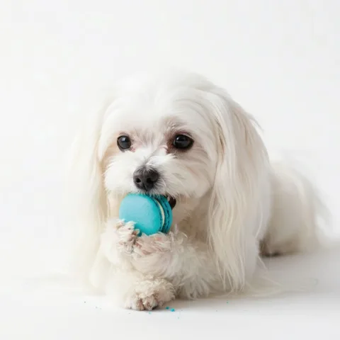 Snack premium pour chiens en coffret de 15 unités