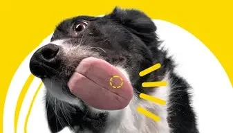 Boîte ADTAB OTC antiparasitaire pour petits chiens