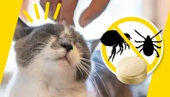 Dose précise d'ADTAB OTC Gato 12 MG pour petits chats