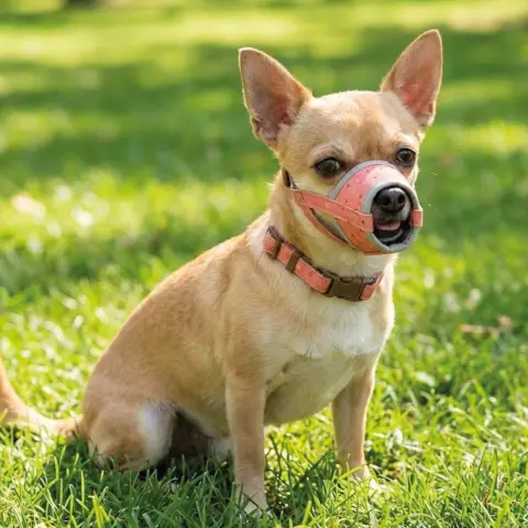 Chien petit portant la Muselière Deluxe Coeurs lors d'une promenade
