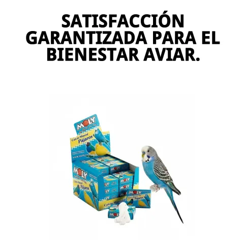 Calcium Moly pour oiseaux en environnement domestique