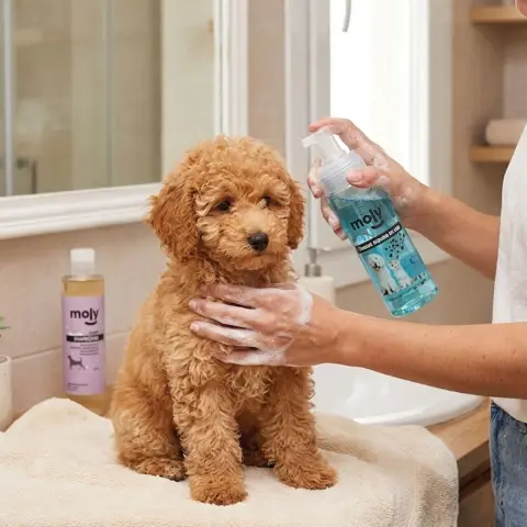 Application de shampoing sec mousse sur pelage de chien