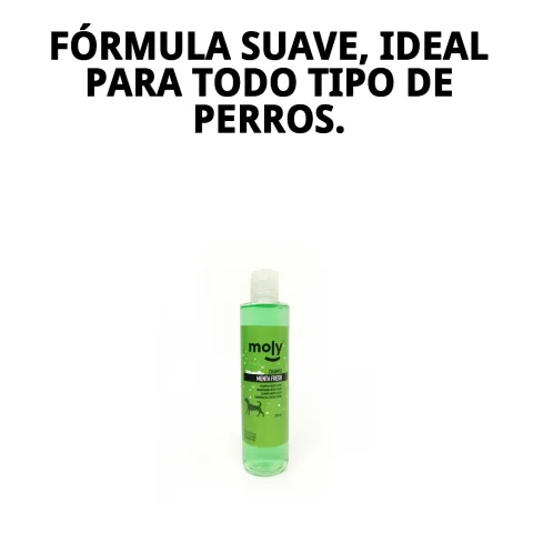 Chien au pelage propre et brillant après utilisation du shampoing Menthe Fresh