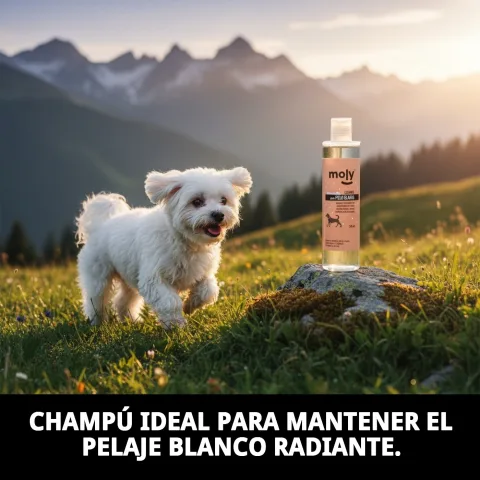 Shampoing Moly appliqué sur un chien à pelage blanc