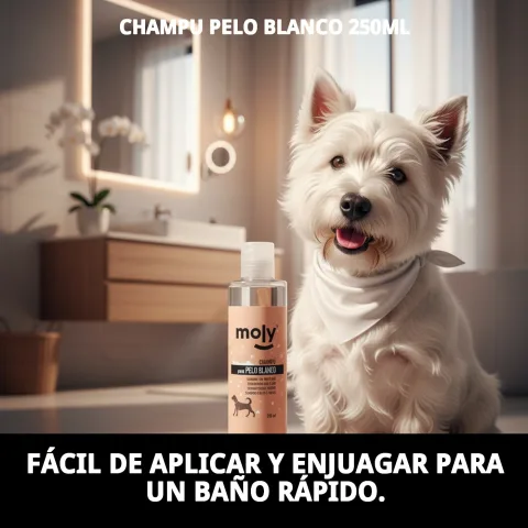 Chien West Highland White Terrier au pelage propre et brillant