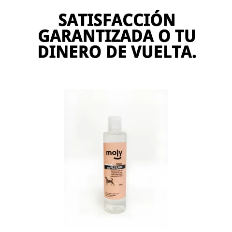 Application du shampoing sur pelage clair de chien