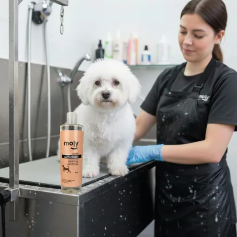 Animal avec pelage blanc avant le bain avec shampoing Moly