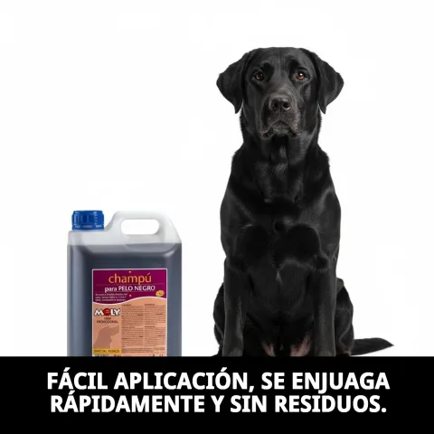 Chien au pelage noir brillant après usage du shampoing Moly