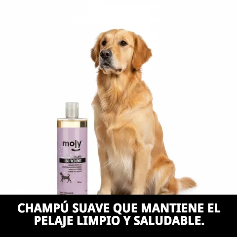 Pelage de chien propre et brillant après utilisation du shampoing Moly