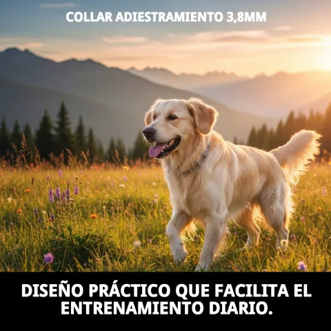 Utilisation du collier lors d'une promenade canine pour meilleure obéissance