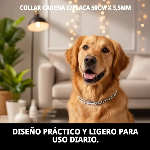 Collier chaîne avec plaque porté au cou d'un chien moyen
