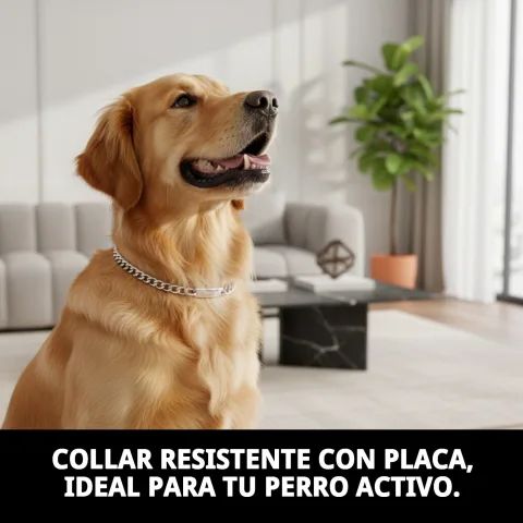 Collier chaîne métallique pour chiens moyens et grands en utilisation