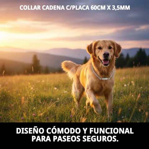 Utilisation du collier chaîne avec plaque sur chien lors d'une promenade