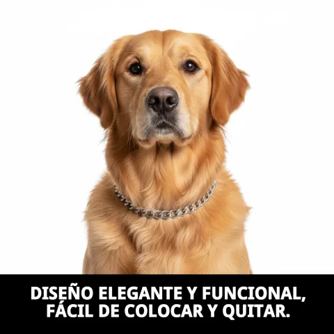 Utilisation recommandée du collier chaîne chromée sur chiens moyens