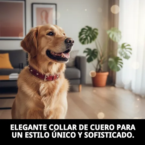 Vue latérale du collier cuir Forniture sur chien