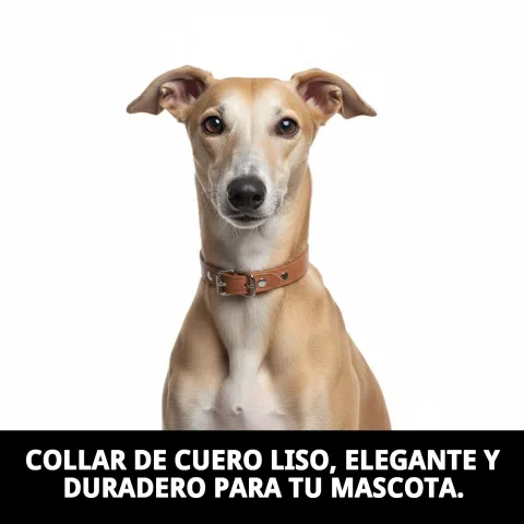 Collier cuir lisse porté par un petit chien