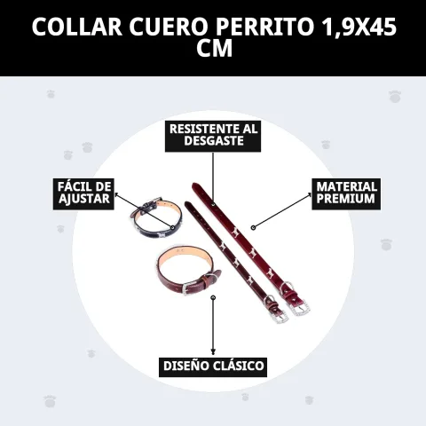 Présentation du collier cuir pour chien chez Compa Pattes