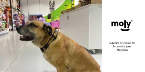 Fermeture et boucle du collier Luxury Réfléchissant pour chiens