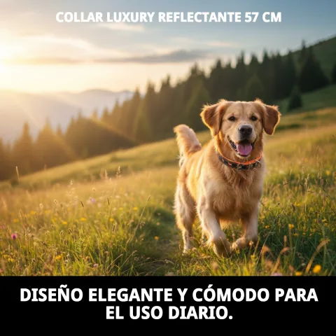 Chien avec collier Luxury Réfléchissant en milieu urbain la nuit