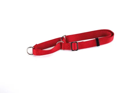 Ajustement du collier nylon sur chien pendant dressage