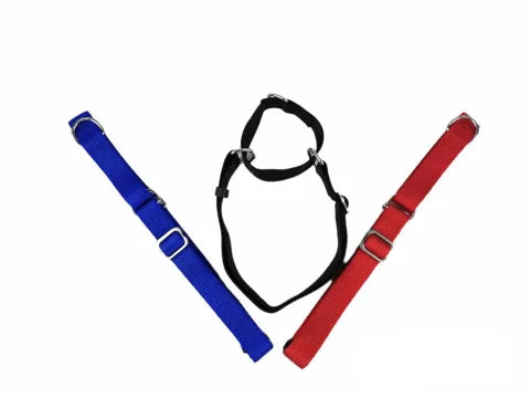 Collier nylon pour chien de taille moyenne