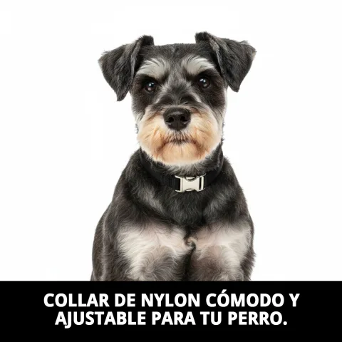 Collier nylon confort ajusté sur un petit chien