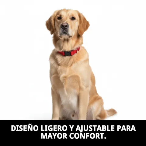 Collier nylon lisse porté par un petit chien lors d'une promenade