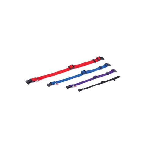 Collier nylon bleu porté par un chien de taille moyenne