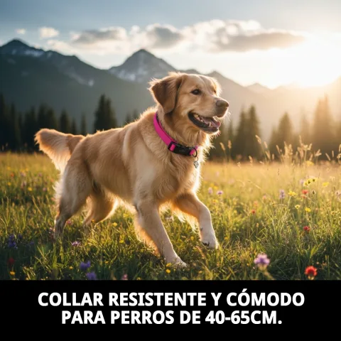 Collier nylon lisse ajustable porté par un chien de taille moyenne
