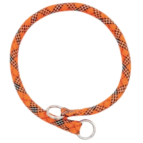 Collier nylon rond porté par un chien de taille moyenne