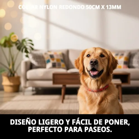 Image du collier nylon rond porté par un chien de taille moyenne