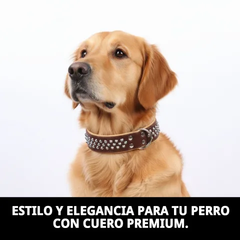 Collier cuir luxury clavo ajusté au cou d'un chien de taille moyenne