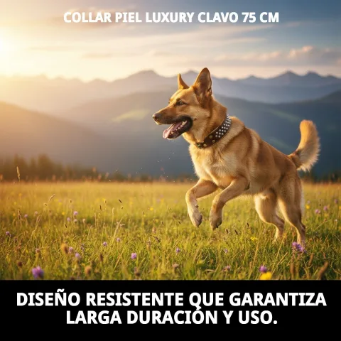 Utilisation du collier cuir luxury clavo lors d'une promenade canine