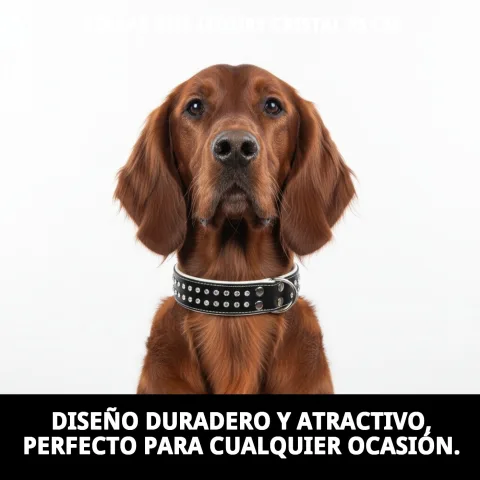 Utilisation du collier luxury cristal lors d'une promenade avec laisse
