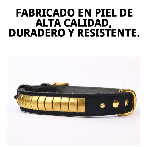 Chien portant le collier cuir luxury noir lors d'une promenade urbaine