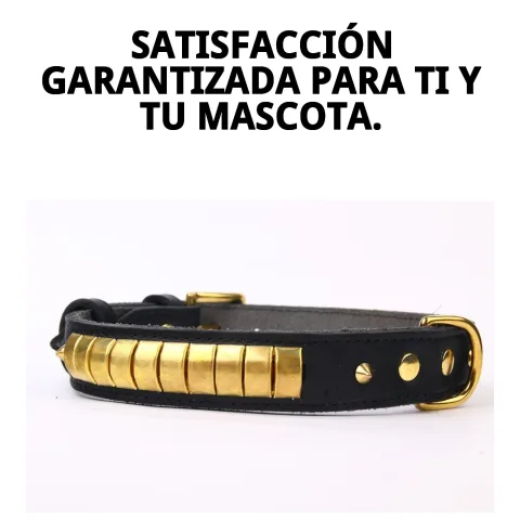 Utilisation du collier luxury lors d'une sortie en plein air avec chien