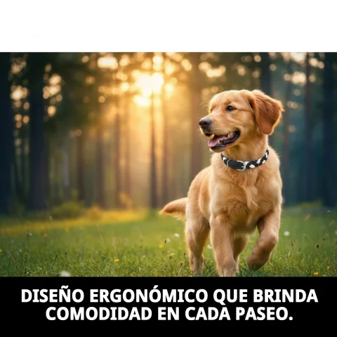 Chien avec collier en cuir Luxury tressé lors d'une promenade
