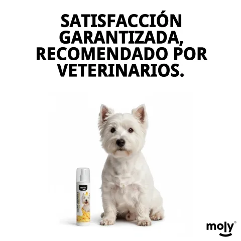 Chien au pelage parfumé après application de la cologne Moly