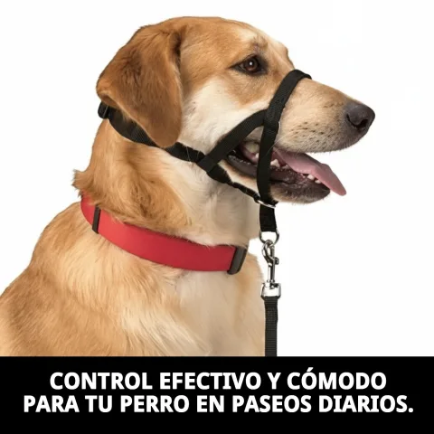 Vue latérale du collier Dog Control N.4 sur un chien