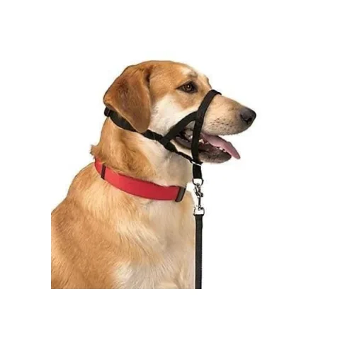 Chien portant le collier Dog Control N.5 lors d'une promenade