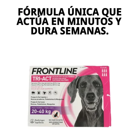Chien protégé contre puces et tiques avec FRONTLINE TRI-ACT